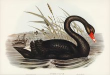 black-swan-cygnus-atratus-illustrated-by-elizabeth-gould_53876-65218.jpg